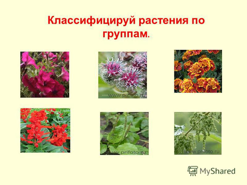Классифицируй растения по группам.