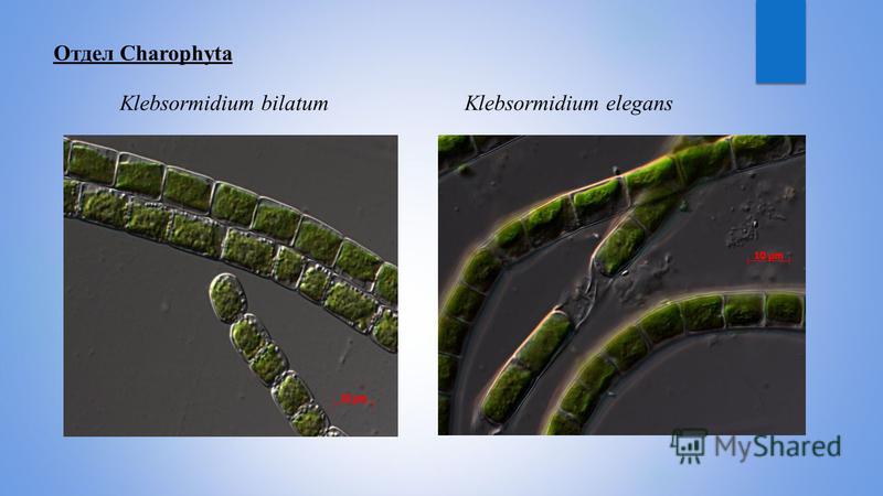 Отдел Charophyta Klebsormidium bilatumKlebsormidium elegans