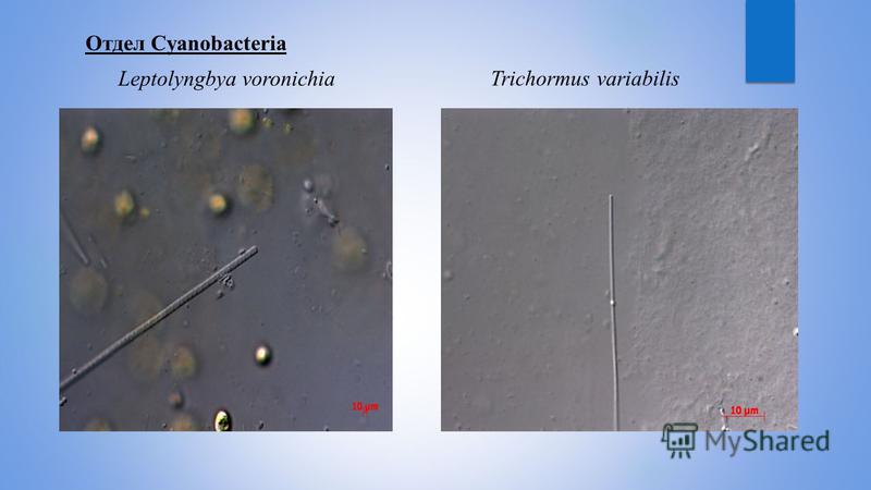 Отдел Cyanobacteria Leptolyngbya voronichiaTrichormus variabilis
