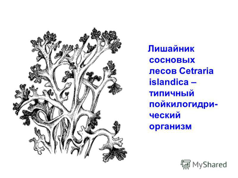 Лишайник сосновых лесов Cetraria islandica – типичный пойкилогидри- чешский организм