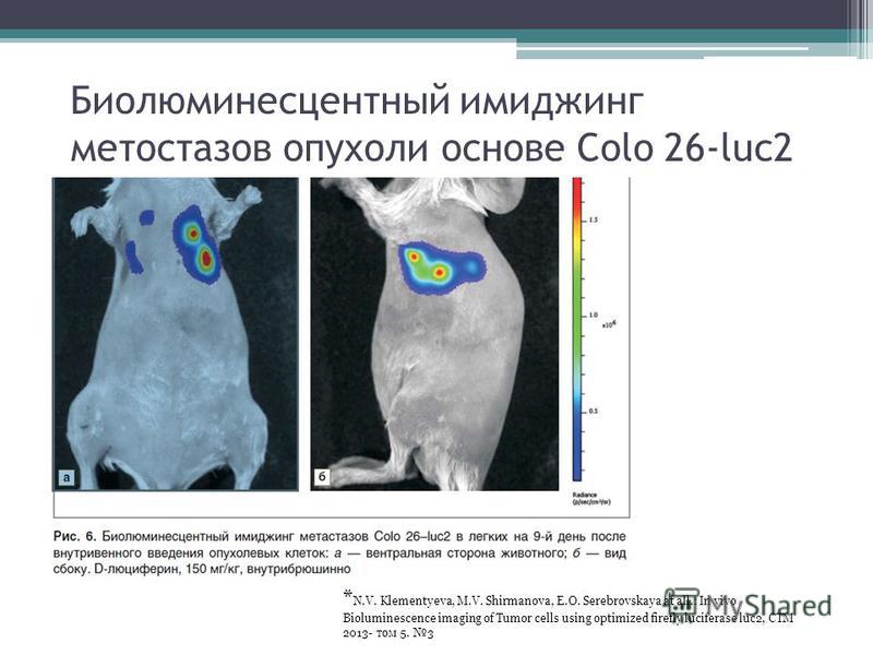 Биолюминесцентный имиджинг метастазов опухоли основе Colo 26-luc2 * N.V. Klementyeva, M.V. Shirmanova, E.O. Serebrovskaya at all.: In vivo Bioluminescence imaging of Tumor cells using optimized firefly luciferase luc2, CTM 2013- том 5. 3