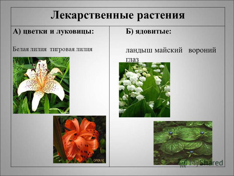 Лекарственные растения А) цветки и луковицы: Белая лилия тигровая лилия Б) ядовитые: ландыш майский вороний глаз