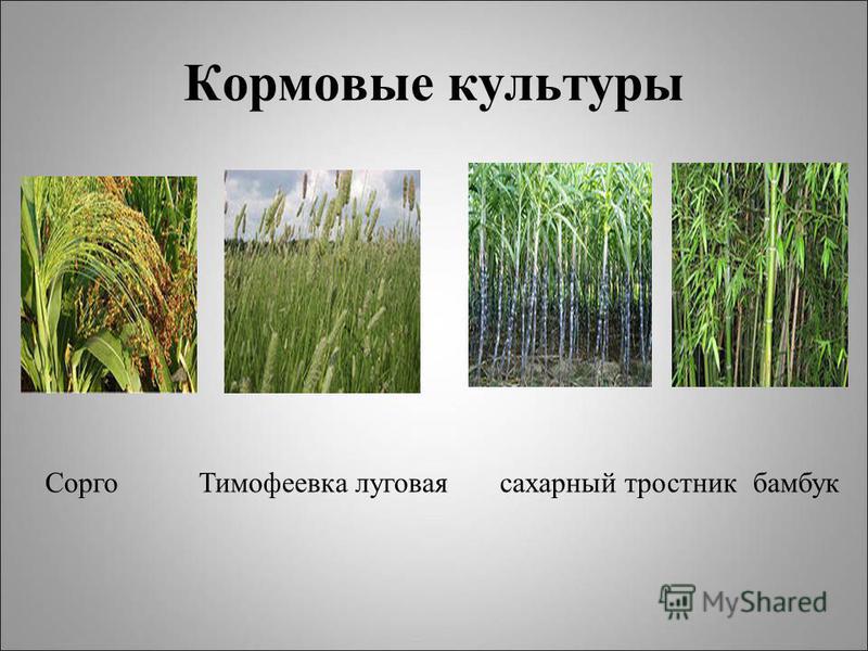 Кормовые культуры Сорго Тимофеевка луговая сахарный тростник бамбук
