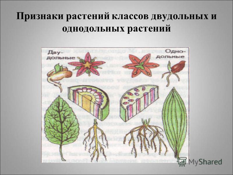 Признаки растений классов двудольных и однодольных растений