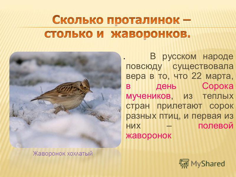 . В русском народе повсюду существовала вера в то, что 22 марта, в день Сорока мучеников, из теплых стран прилетают сорок разных птиц, и первая из них – полевой жаворонок. Жаворонок хохлатый