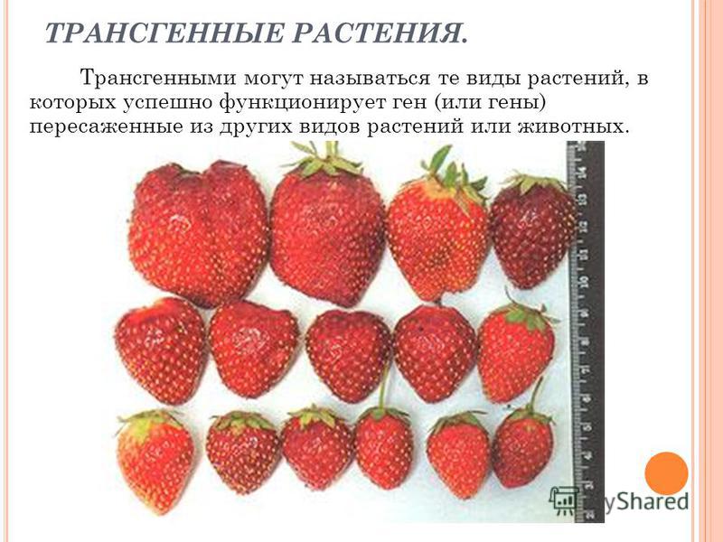 Трансгенные Растения Курсовая Работа Трансгенные Растения Курсовая Работа