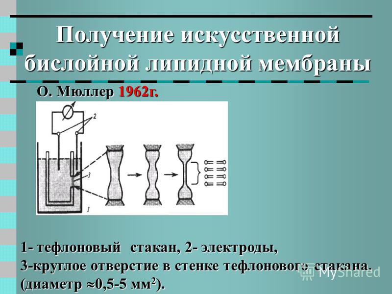 Получение искусственной бислойной липидной мембраны О. Мюллер 1962 г. 1- тефлоновый стакан, 2- электроды, 3-круглое отверстие в стенке тефлонового стакана. (диаметр 0,5-5 мм 2 ).