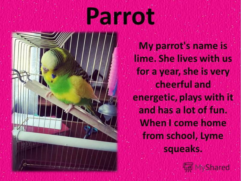 Parrot My parrot's name is lime. She lives with us for a year, she is very cheerful and energetic, plays with it and has a lot of fun. When I come home from school, Lyme squeaks.