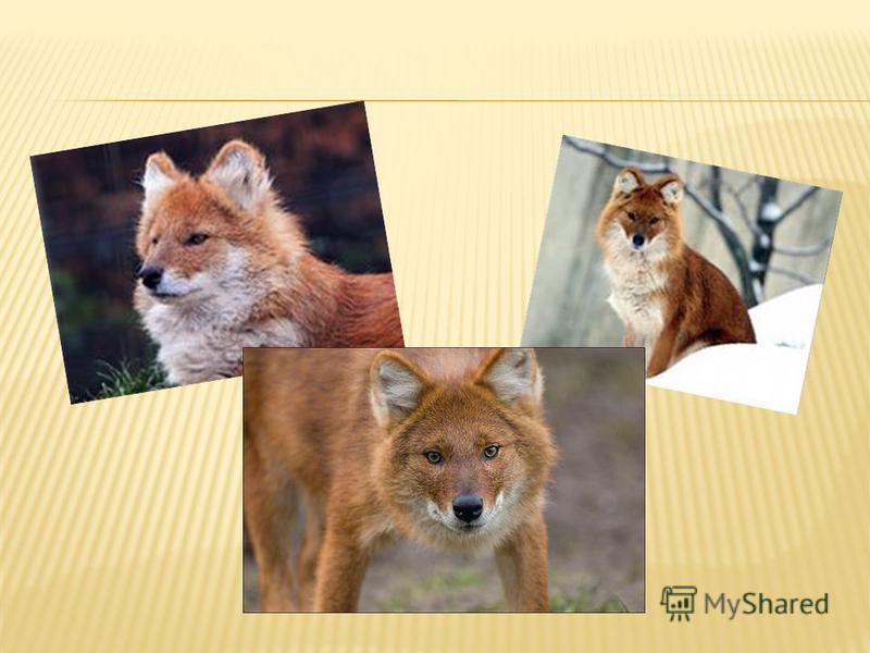 Презентация красный волк из красной книги