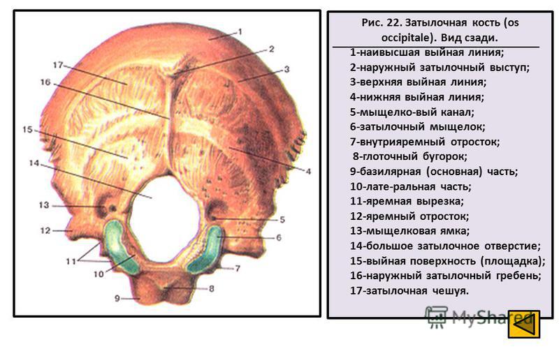 Рис. 22. Затылочная кость (os occipitale). Вид сзади. 1-наивысшая выйная линия; 2-наружный затылочный выступ; 3-верхняя выйная линия; 4-нижняя выйная линия; 5-мыщелко-вый канал; 6-затылочный мыщелок; 7-внутрияремный отросток; 8-глоточный бугорок; 9-б