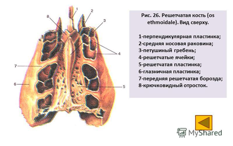 Рис. 26. Решетчатая кость (os ethmoidale). Вид сверху. 1-перпендикулярная пластинка; 2-средняя носовая раковина; 3-петушиный гребень; 4-решетчатые ячейки; 5-решетчатая пластинка; 6-глазничная пластинка; 7-передняя решетчатая борозда; 8-крючковидный о