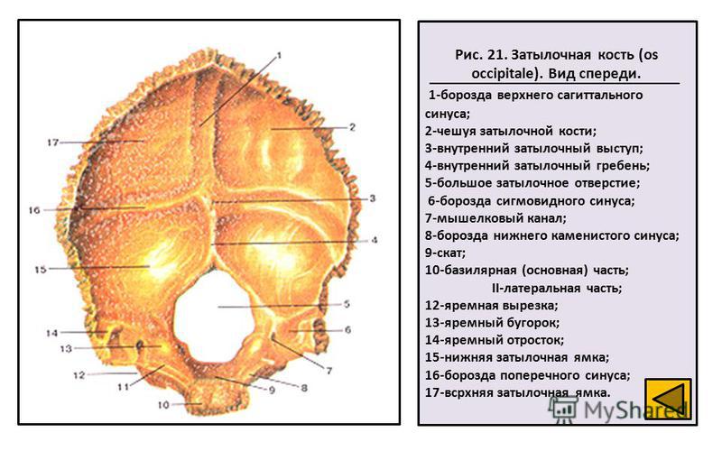 Рис. 21. Затылочная кость (os occipitale). Вид спереди. 1-борозда верхнего сагиттального синуса; 2-чешуя затылочной кости; 3-внутренний затылочный выступ; 4-внутренний затылочный гребень; 5-большое затылочное отверстие; 6-борозда сигмовидного синуса;