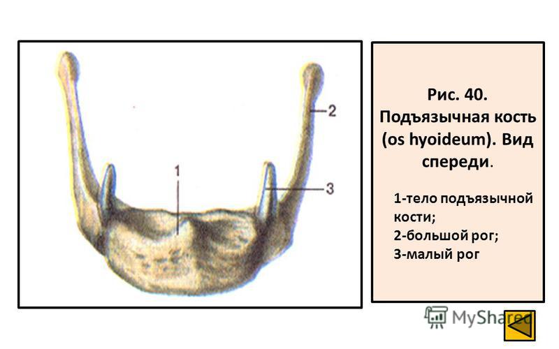 Рис. 40. Подъязычная кость (os hyoideum). Вид спереди. 1-тело подъязычной кости; 2-большой рог; 3-малый рог