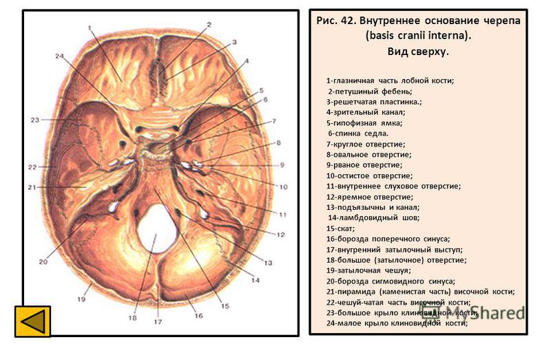 Рис. 42. Внутреннее основание черепа (basis cranii interna). Вид сверху. 1-глазничная часть лобной кости; 2-петушиный щебень; 3-решетчатая пластинка.; 4-зрительный канал; 5-гипофизная ямка; 6-спинка седла. 7-круглое отверстие; 8-овальное отверстие; 9