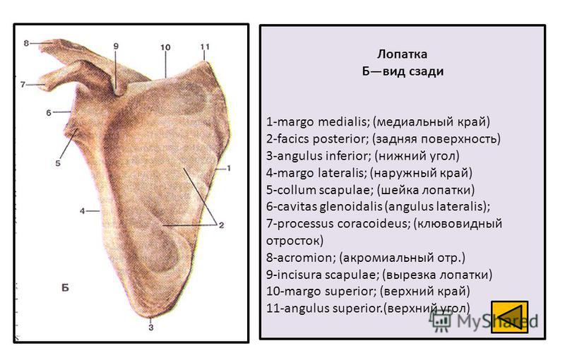 Лопатка Бвид сзади 1-margo medialis; (медиальный край) 2-facics posterior; (задняя поверхность) 3-angulus inferior; (нижний угол) 4-margo lateralis; (наружный край) 5-collum scapulae; (шейка лопатки) 6-cavitas glenoidalis (angulus lateralis); 7-proce