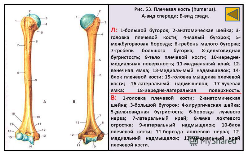 Рис. 53. Плечевая кость (humerus). А-вид спереди; Б-вид сзади. Л: 1-большой бугорок; 2-анатомическая шейка; 3- головка плечевой кости; 4-малый бугорок; 5- межбугорковая борозда; 6-гребень малого бугорка; 7-грсбепь большого бугорка; 8-дельтовидная буг