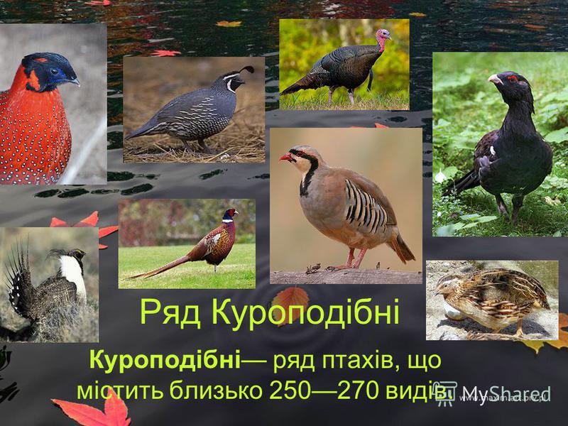 Ряд Куроподібні Куроподібні ряд птахів, що містить близько 250270 видів.