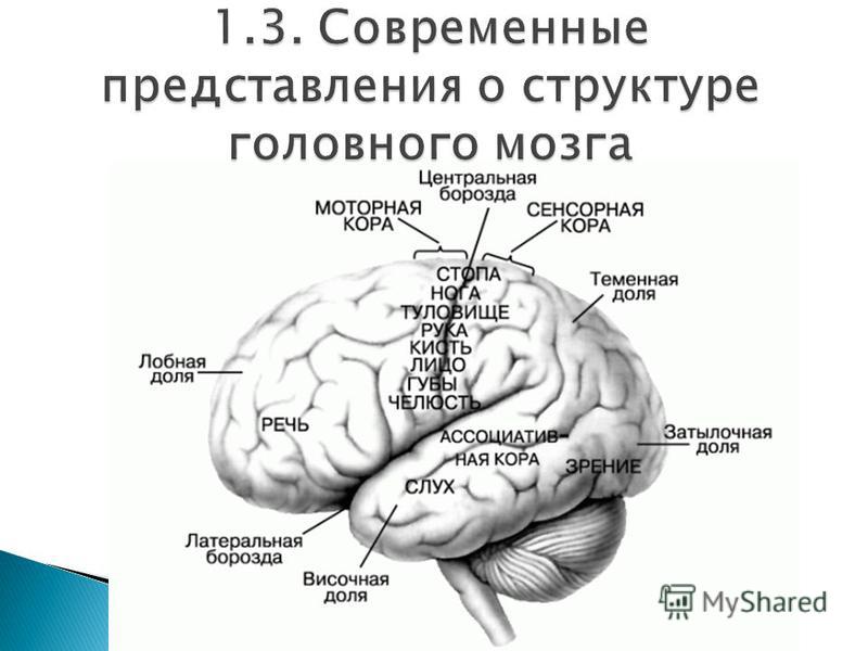 1.3. Современные представления о структуре головного мозга