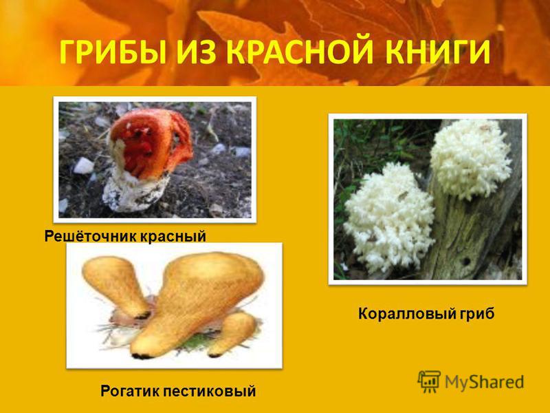 ГРИБЫ ИЗ КРАСНОЙ КНИГИ Решёточник красный Коралловый гриб Рогатик пестиковый