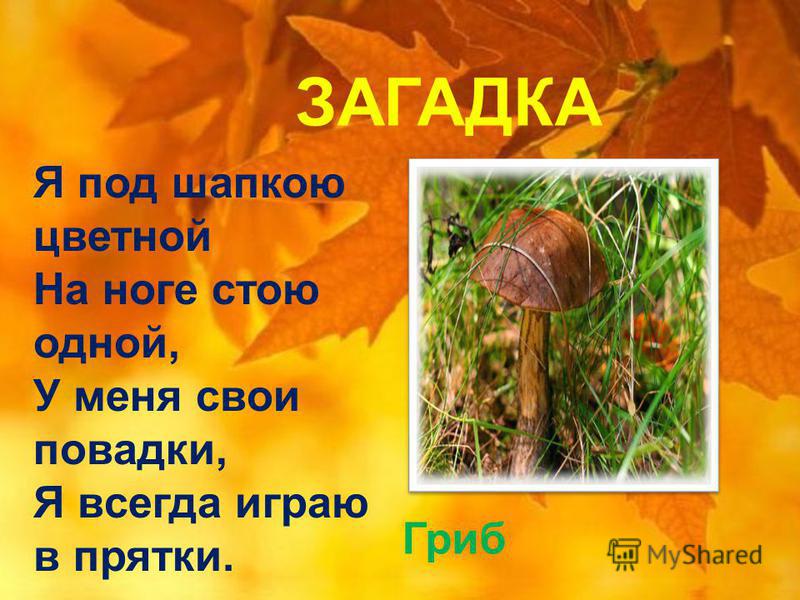 Сочинение Про Грибы 2 Класс Литературное Чтение Сочинение Про Грибы 2 Класс Литературное Чтение