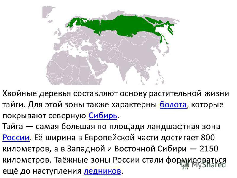 Хвойные деревья составляют основу растительной жизни тайги. Для этой зоны также характерны болота, которые покрывают северную Сибирь.болота Сибирь Тайга самая большая по площади ландшафтная зона России. Её ширина в Европейской части достигает 800 кил