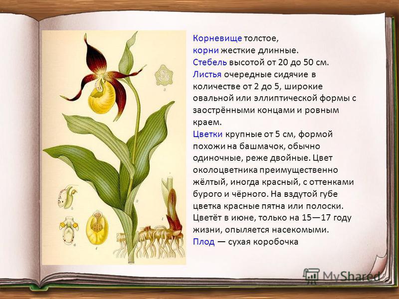 Растения Красной книги России - Венерин башмачок