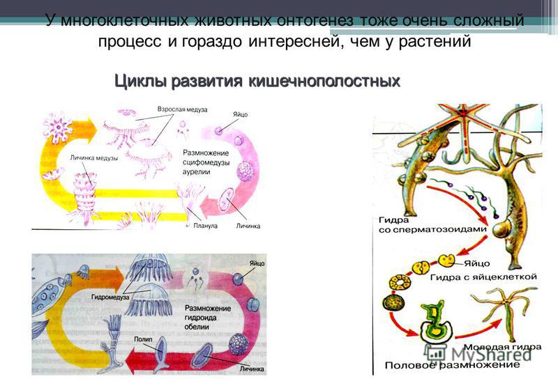У многоклеточных животных онтогенез тоже очень сложный процесс и гораздо интересней, чем у растений Циклы развития кишечнополостных