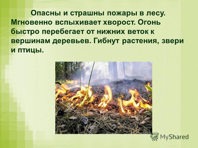 Опасны и страшны пожары в лесу. Мгновенно вспыхивает хворост. Огонь быстро перебегает от нижних веток к вершинам деревьев. Гибнут растения, звери и птицы.