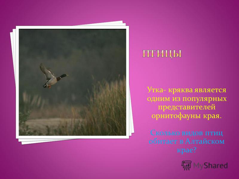 Утка- кряква является одним из популярных представителей орнитофауны края. Сколько видов птиц обитает в Алтайском крае?