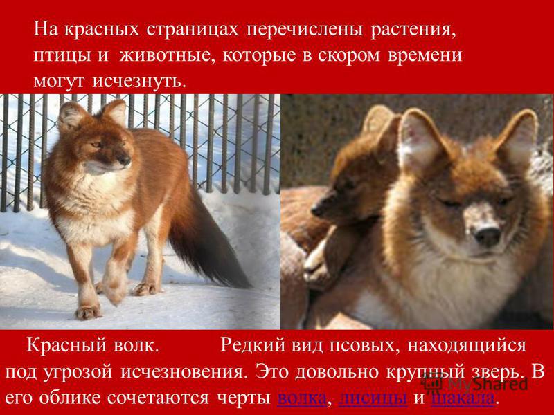 Детский манеж из полипропиленовых труб и фитингов изображения Детский манеж из полипропиленовых труб и фитингов изоражения