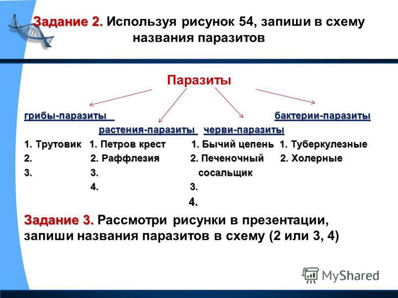 Виды Паразитов Фото И Названия