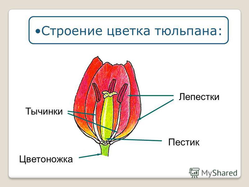 Лепестки Тычинки Цветоножка Пестик Строение цветка тюльпана: