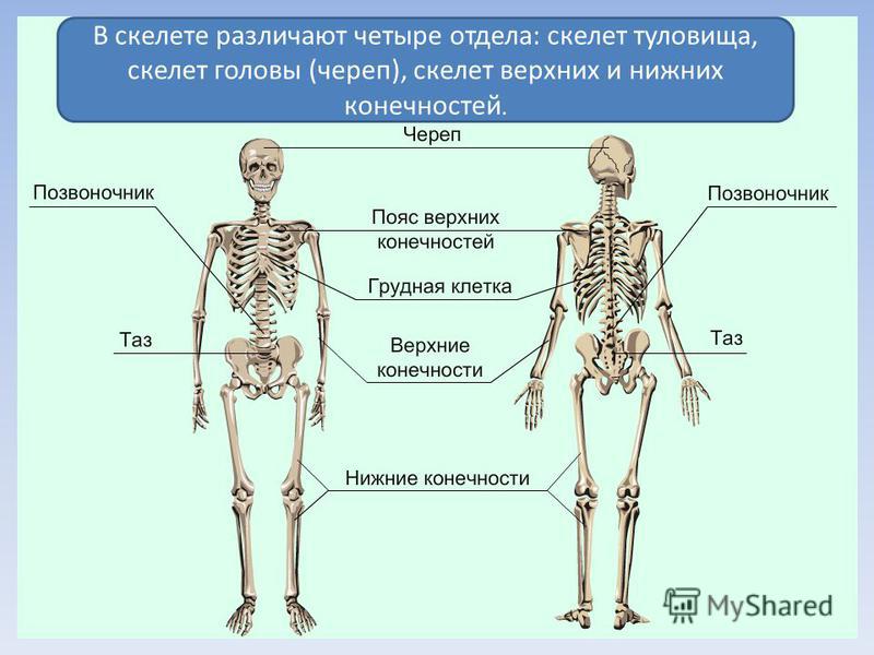 В скелете различают четыре отдела: скелет туловища, скелет головы (череп), скелет верхних и нижних конечностей.