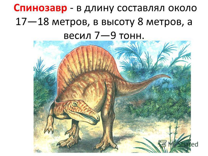 Спинозавр - в длину составлял около 1718 метров, в высоту 8 метров, а весил 79 тонн.