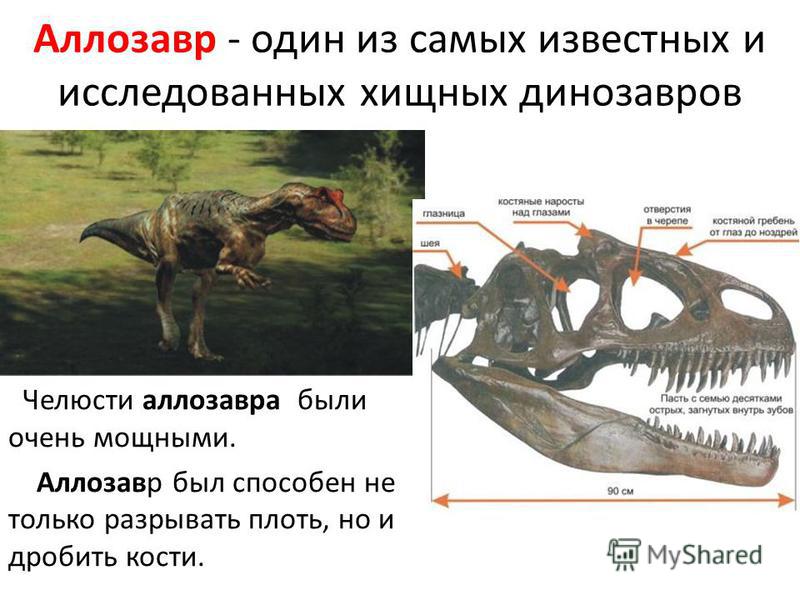 Аллозавр - один из самых известных и исследованных хищных динозавров Челюсти аллозавра были очень мощными. Аллозавр был способен не только разрывать плоть, но и дробить кости.