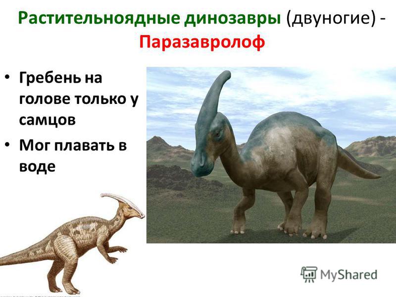 Растительноядные динозавры (двуногие) - Паразавролоф Гребень на голове только у самцов Мог плавать в воде