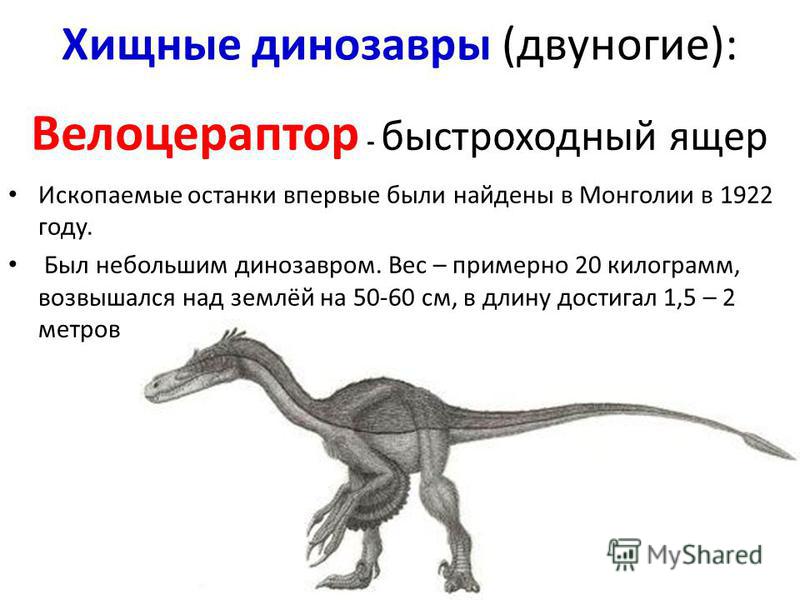 Хищные динозавры (двуногие): Велоцераптор - быстроходный ящер Ископаемые останки впервые были найдены в Монголии в 1922 году. Был небольшим динозавром. Вес – примерно 20 килограмм, возвышался над землёй на 50-60 см, в длину достигал 1,5 – 2 метров