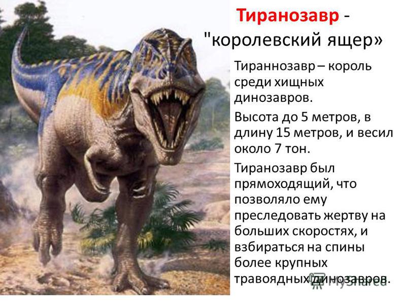Тираннозавр – король среди хищных динозавров. Высота до 5 метров, в длину 15 метров, и весил около 7 тон. Тиранозавр был прямоходящий, что позволяло ему преследовать жертву на больших скоростях, и взбираться на спины более крупных травоядных динозавр