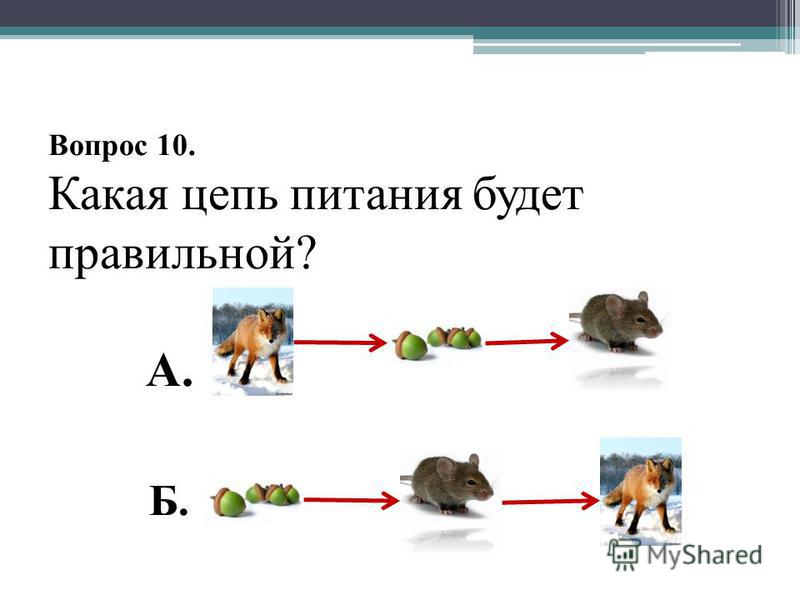 Как Правильно Составить Цепь Питания