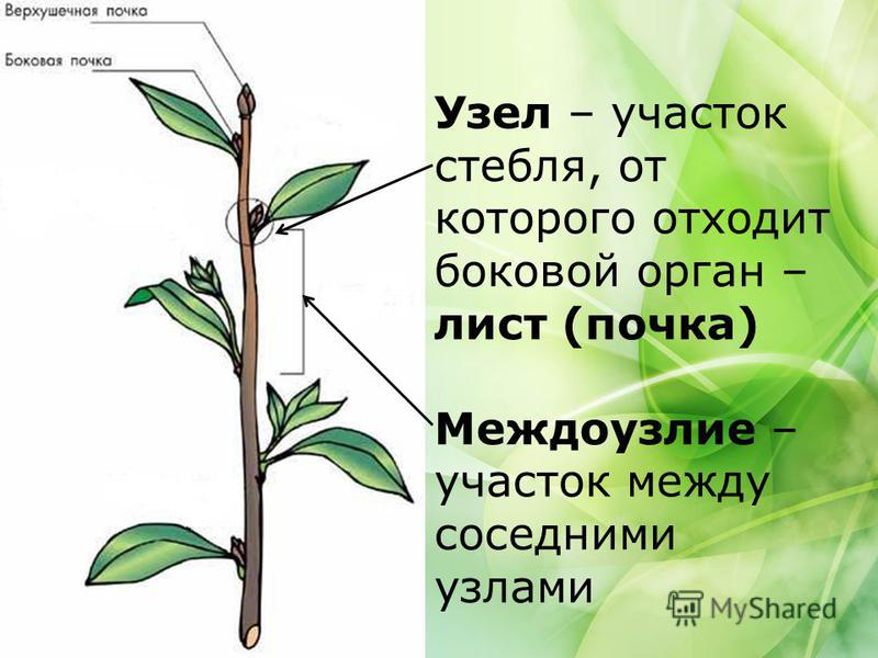 Доклад по биологии покрытосеменные растения для 6 класса