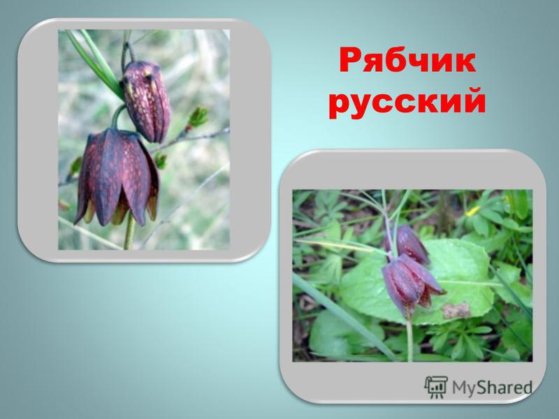 Краснокнижные растения Нагорной Дубравы