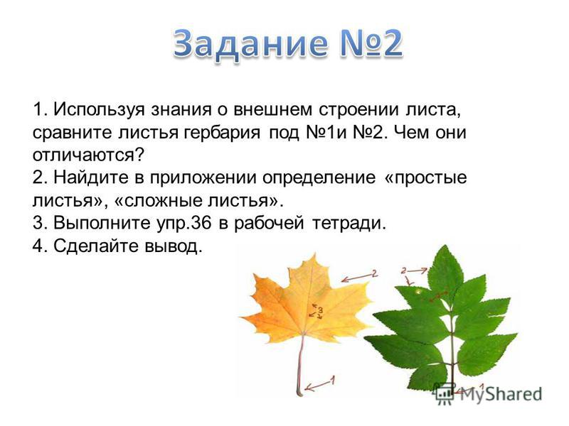 1. Используя знания о внешнем строении листа, сравните листья гербария под 1 и 2. Чем они отличаются? 2. Найдите в приложении определение «простые листья», «сложные листья». 3. Выполните упр.36 в рабочей тетради. 4. Сделайте вывод.