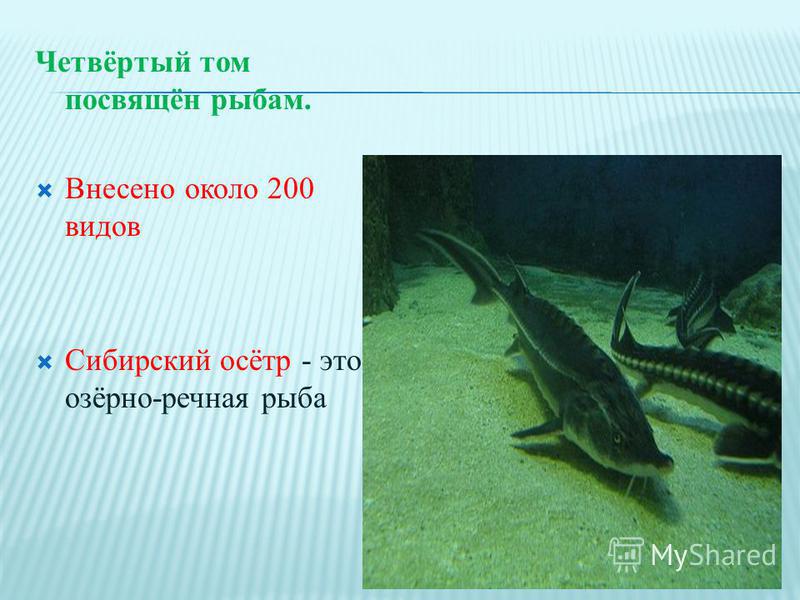 Четвёртый том посвящён рыбам. Внесено около 200 видов Сибирский осётр - это озёрно-речная рыба