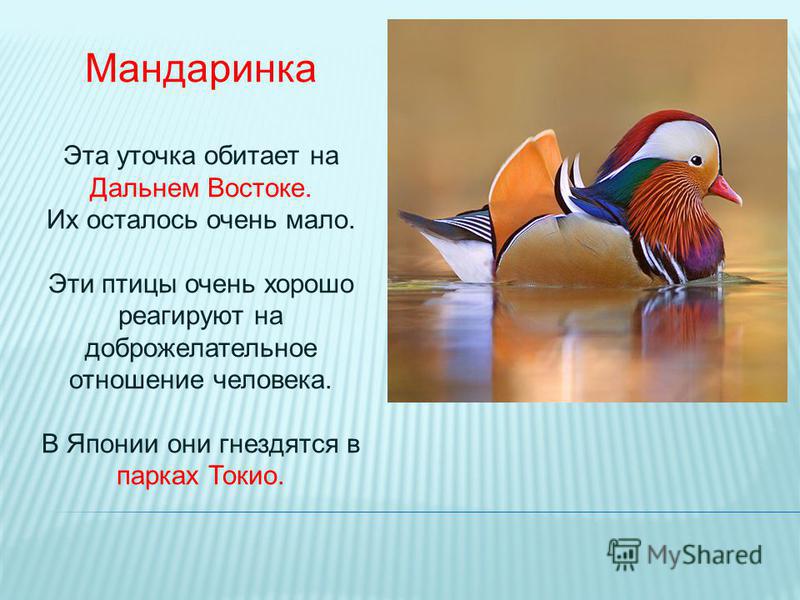 Мандаринка птица почему так называется Мандаринка птица почему так называется