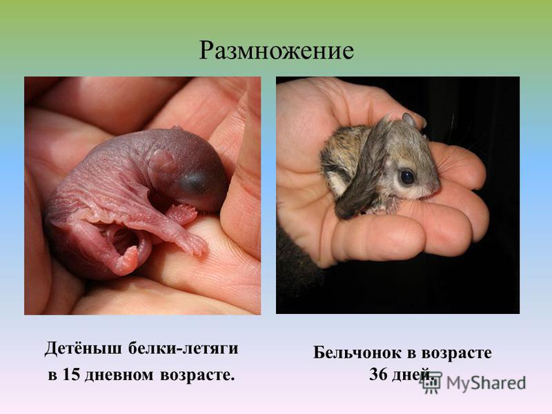 Размножение Детёныш белки-летяги в 15 дневном возрасте. Бельчонок в возрасте 36 дней.