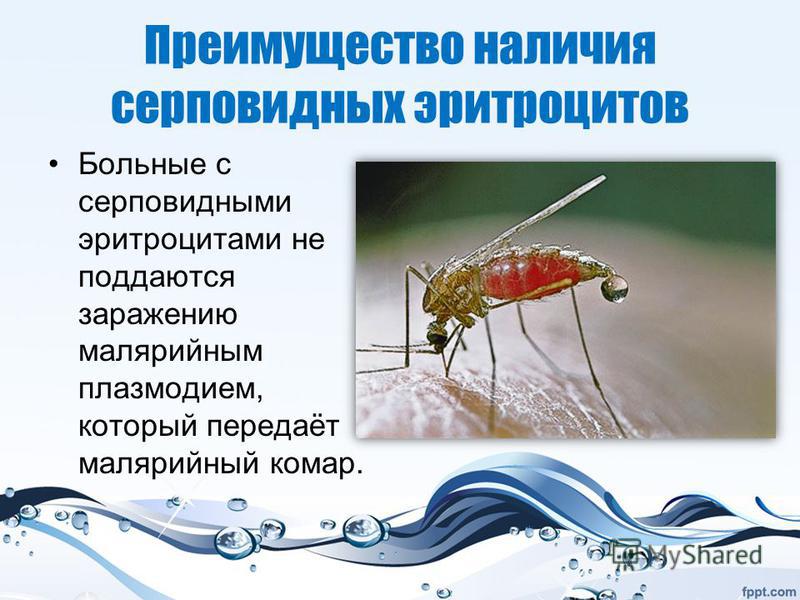 Преимущество наличия серповидных эритроцитов Больные с серповидными эритроцитами не поддаются заражению малярийным плазмодием, который передаёт малярийный комар.