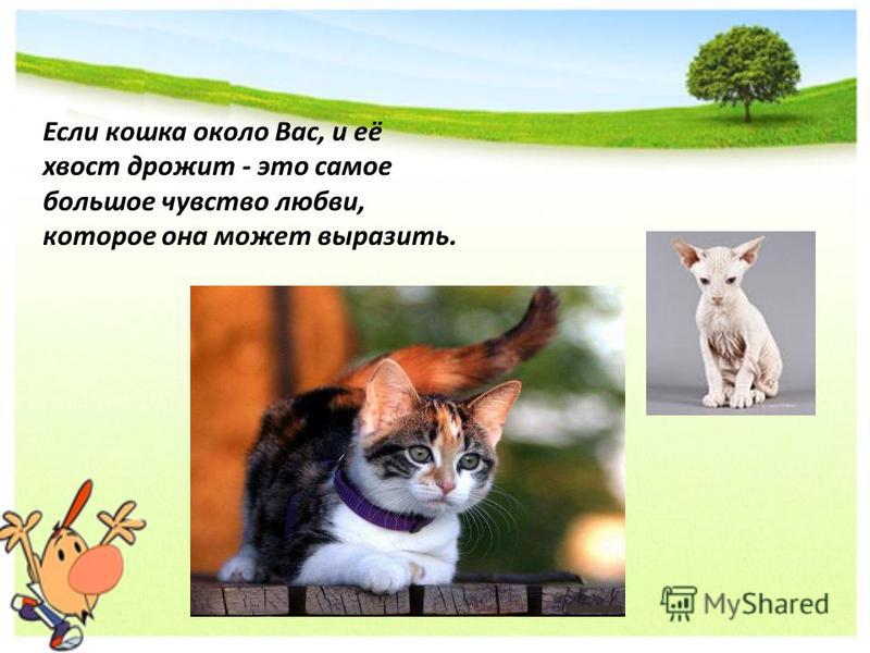 презентация мое домашнее животное кошка