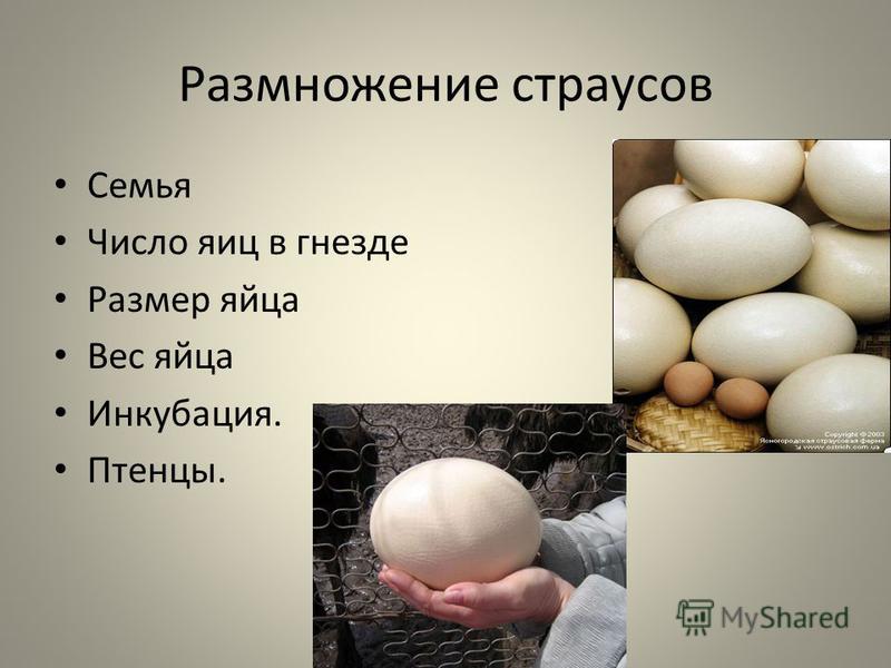 Размножение страусов Семья Число яиц в гнезде Размер яйца Вес яйца Инкубация. Птенцы.