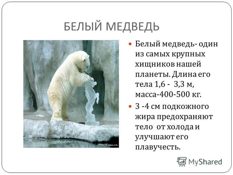 БЕЛЫЙ МЕДВЕДЬ Белый медведь - один из самых крупных хищников нашей планеты. Длина его тела 1,6 - 3,3 м, масса -400-500 кг. 3 -4 см подкожного жира предохраняют тело от холода и улучшают его плавучесть.