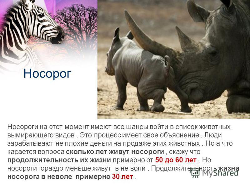 Носорог Носороги на этот момент имеют все шансы войти в список животных вымирающего видов. Это процесс имеет свое объяснение. Люди зарабатывают не плохие деньги на продаже этих животных. Но а что касается вопроса сколько лет живут носороги, скажу что